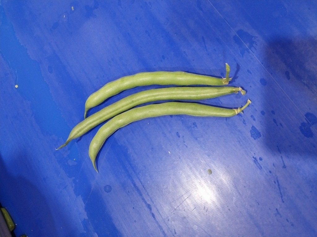 Green bean fields