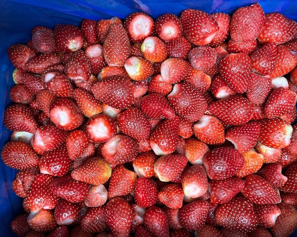 Strawberries: Our Flagship Product and Largest Annual Harvest