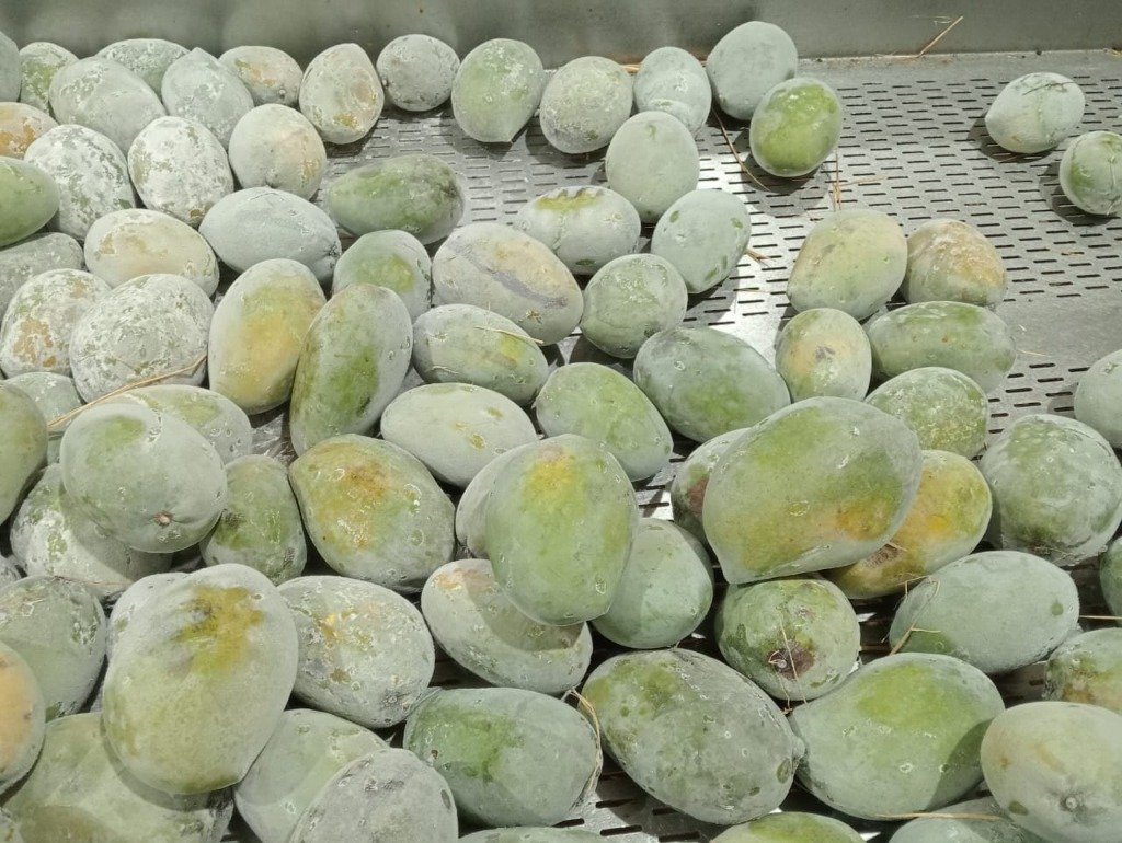 Premium Mango Quality
